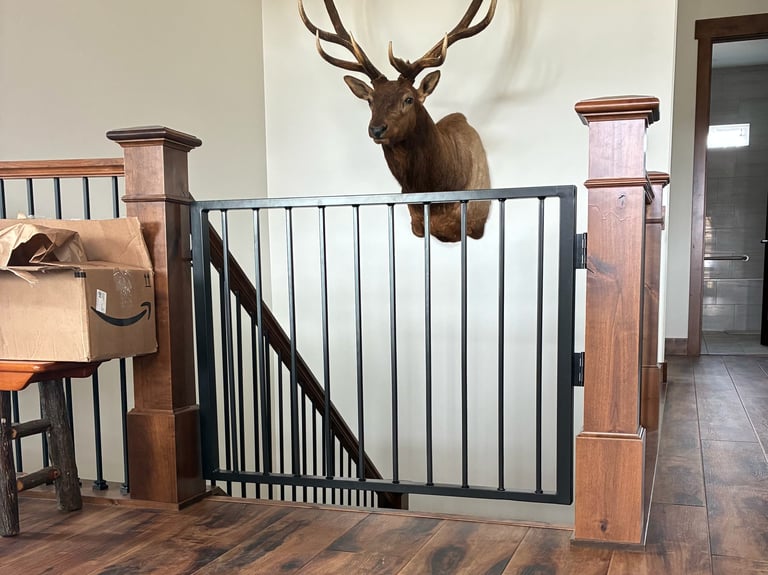 Mounted deer head with large antlers hanging on white wall above a black metal stair gate in an interior hallway